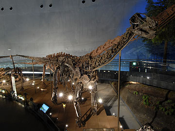 カマラサウルスの一種