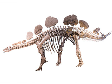 ヘスペロサウルス・ムーシ
