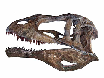 カルカロドントサウルス・サハリクス（頭骨）