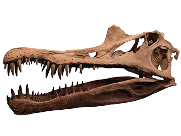 スピノサウルス・エジプティアクス（頭骨）