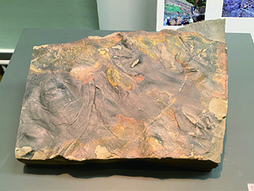 獣脚類などの足跡化石