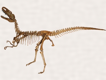 モノロフォサウルス・ジャンギ
