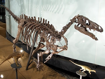 カンプトサウルスの一種