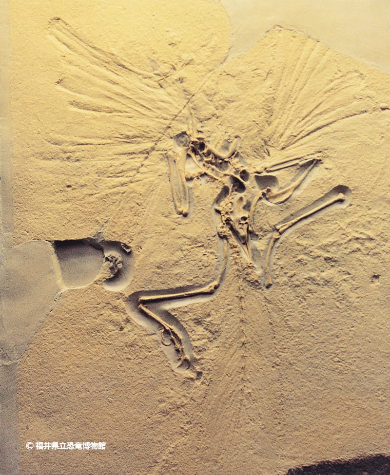 始祖鳥（ロンドン標本）