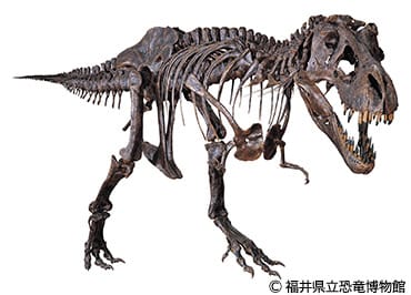 ティラノサウルス・レックス（Tyrannosaurus rex）