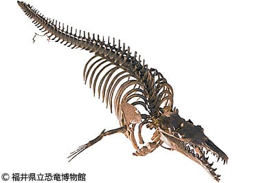 バシロサウルス（Basilosaurus）