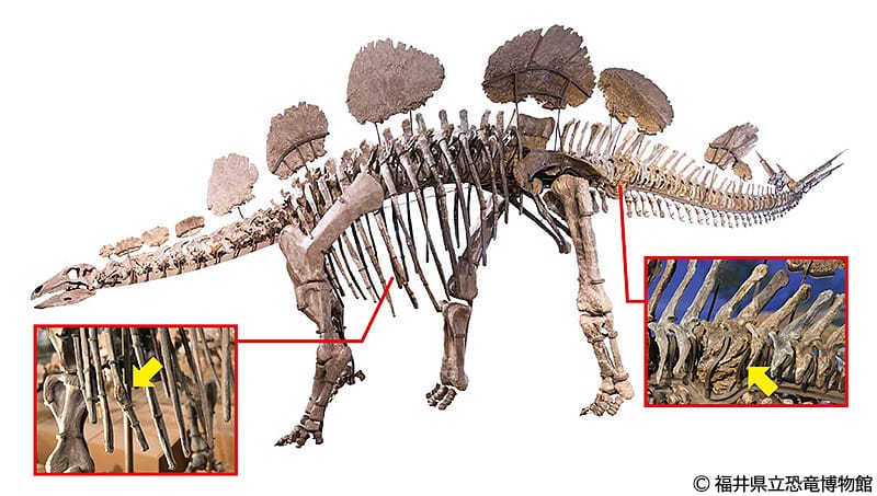 ヘスペロサウルスの化石に見られる変形