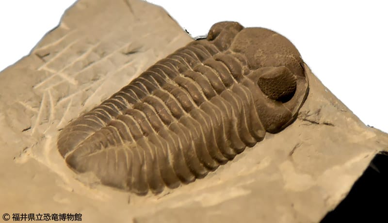 三葉虫のなかま・ファコプスの化石