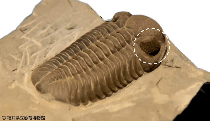 三葉虫のなかま・ファコプスの化石