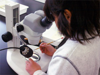 顕微鏡で微化石を集めています