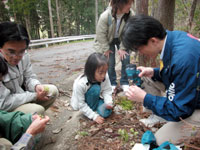 野外で植物から花粉を採取します