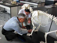 博物館自然教室「ほねホネ動物園」のイメージ