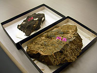 チリで採取してきた木材化石