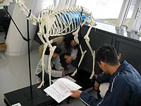 シカの骨格です。