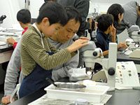 博物館自然教室「石の中から「たね」の化石をとりだそう！」のイメージ