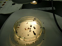 今回取り出した植物遺体