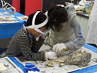 博物館自然教室「貝化石のクリーニングをしよう！」のイメージ