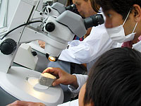 石の表面に化石が見えるはずです。