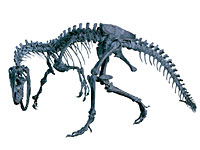 画像：アロサウルス・フラギリス