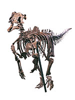 画像：カンプトサウルスの一種
