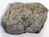 画像：ゼンチュウ類のふん化石