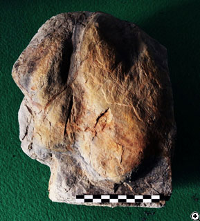 鳥脚類の足跡化石の写真