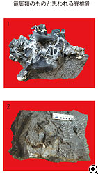発見された竜脚類化石写真