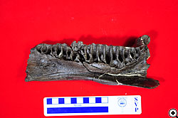 フクイサウルスの右歯骨（下あご）