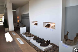 コラートの脊椎動物化石の期間限定展示