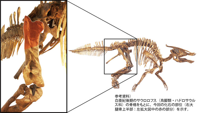 参考資料）白亜紀後期のサウロロフス（鳥脚類・ハドロサウルス科）の骨格をもとに、今回の化石の部位（右大腿骨上半部：左拡大図中の赤の部分）を示す。