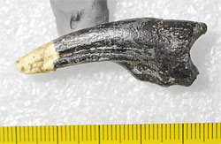 画像2：オルニトミモサウルス類の末節骨