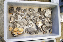 ハンマー隊が集めた二枚貝・巻貝の化石（一部）