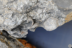 折り重なる貝化石