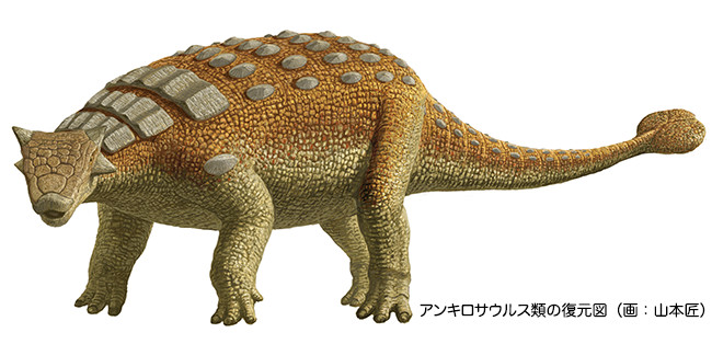 画像2.アンキロサウルス類の復元図　（画:山本匠）