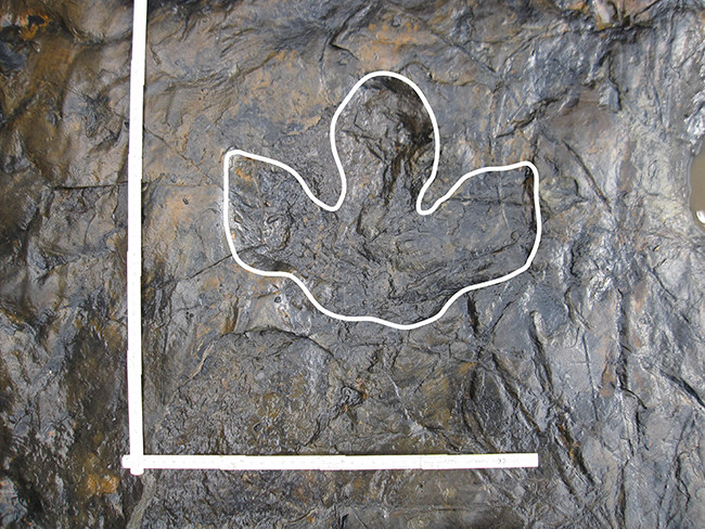 画像8.鳥脚類の足跡化石