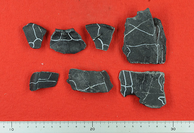 福岡県宮若市産出のアドクス・センゴクエンシスの化石（ホロタイプ標本）