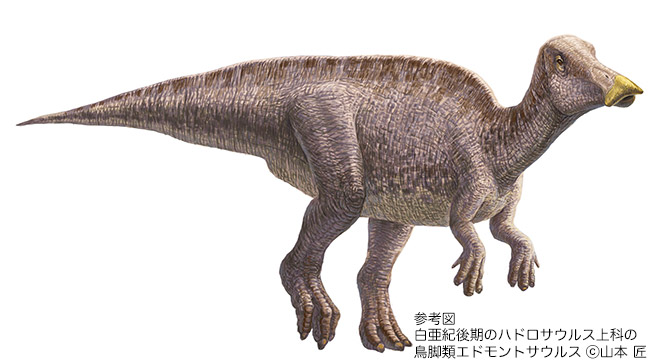 参考図　白亜紀後期のハドロサウルス上科の鳥脚類エドモントサウルス（画像提供：山本　匠）