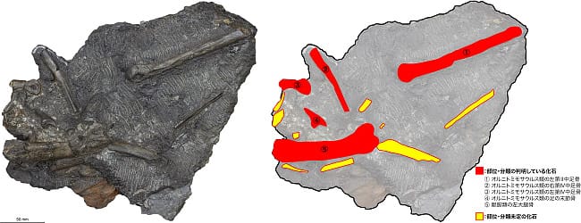 画像1. オルニトミモサウルス類の足部骨格を含む岩塊（幅約33cm×高さ約25cm×厚さ約11cm）