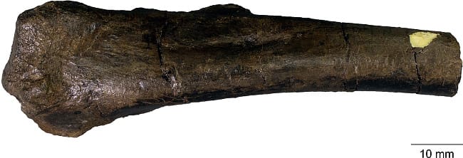 画像2. オルニトミモサウルス類の上腕骨近位端（長さ約9.4 cm×幅約2.9 cm×厚さ約1.8 cm）