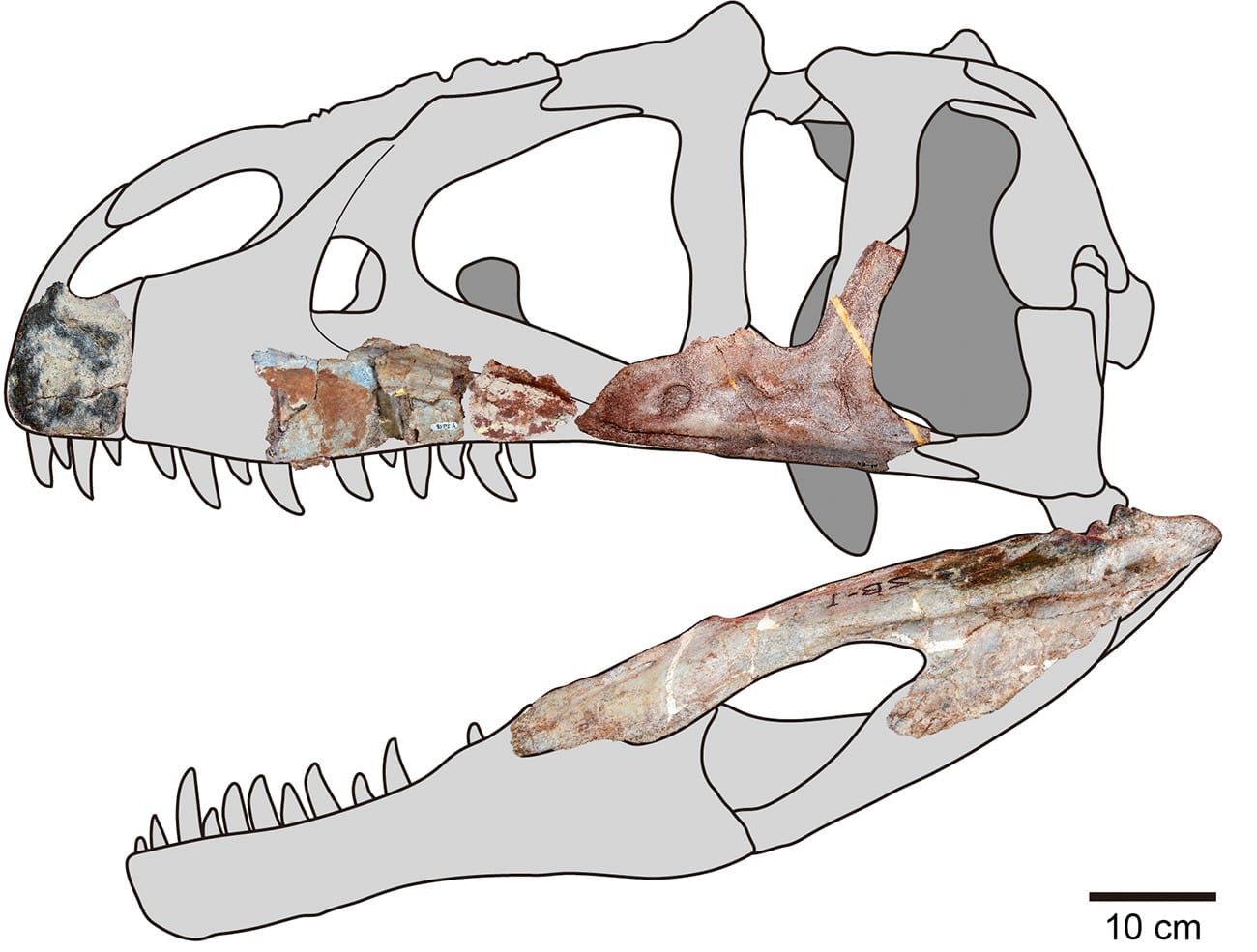図３．シャムラプトルの頭骨