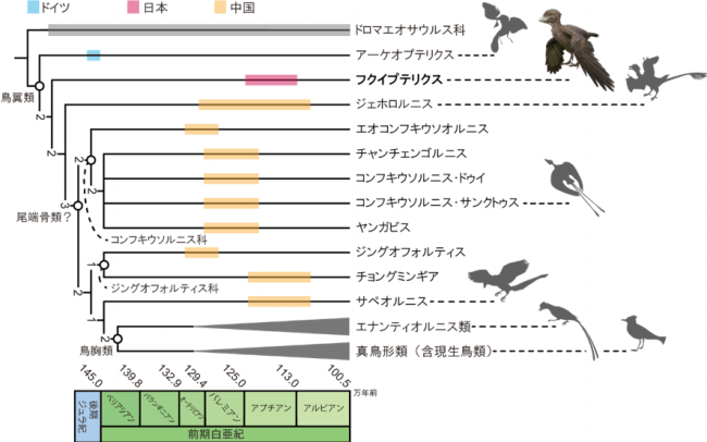 図3.
                    フクイプテリクスが前期白亜紀の鳥類では最も原始的なことがわかる。フクイプテリクス生体復元図制作：吉田雅則（神戸芸術工科大学）。鳥類シルエット：Wang et al. (2018)を改変。