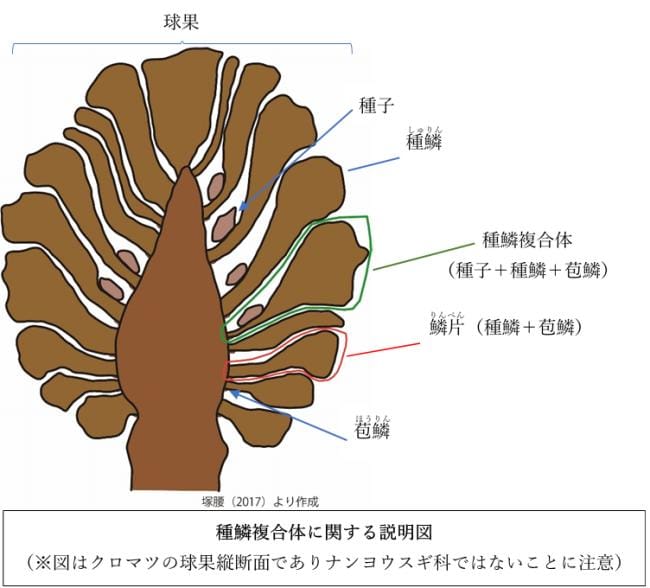 種鱗複合体に関する説明図