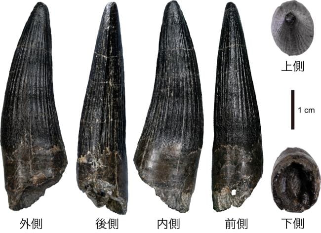 図2. スピノサウルス科の歯化石の詳細（※1点）。