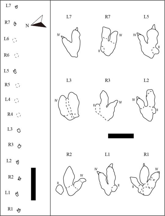 図3. (左) 産出した足跡化石の連続性を示した図.
