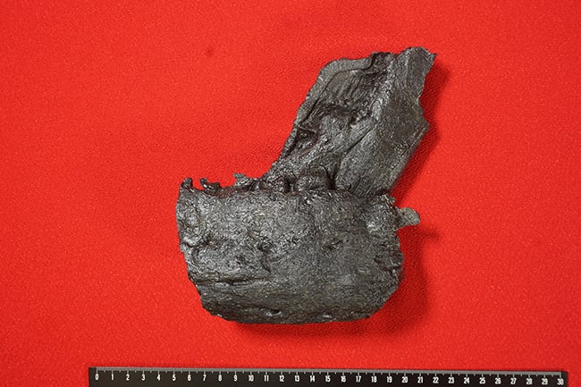 図１ 発見されたティラノサウルス科の下顎骨化石（GCM-VP750）