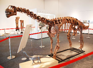 カマラサウルス（写真は幼体の骨格）