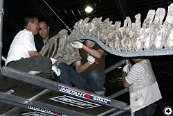 頭を付けると、ヤンチュアノサウルスが復活！かな。