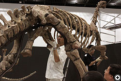 ルーフェンゴサウルスの全身骨格です。