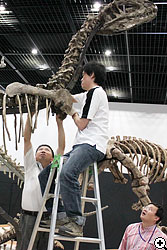 ディロフォサウルスの全身骨格を組み立てています。