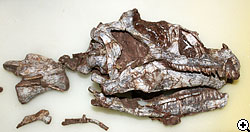 ルーフェンゴサウルスの子供の頭骨